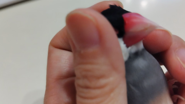 桜文鳥まめちゃん　うっとりの記事動画