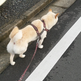何気ない散歩の後ろ姿の画像