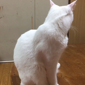 お座りから取ってこいをするみう 今日は赤の気分の画像