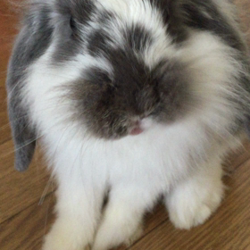 うさぎはんの画像