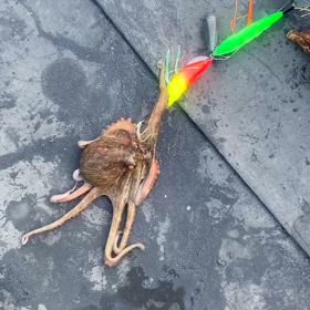 たこ。の画像