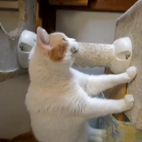 バニラ特集〜！の画像