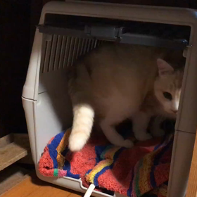 なんで？の画像