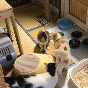 おっとり癒し系の画像