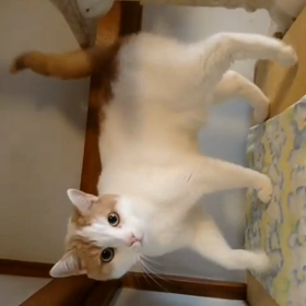 バニラー！の画像