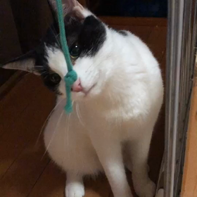 ひもあそびの画像