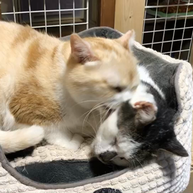 ラブラブの画像
