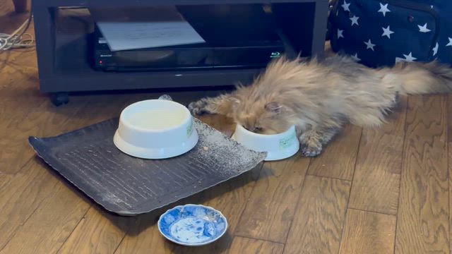 山荘１日目！の記事動画