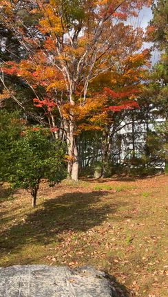【庭園】　緑水亭紅葉2025の記事動画