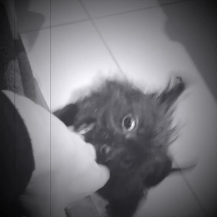 ふふふ。の記事動画