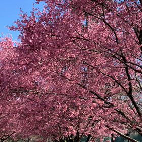 早咲の桜 満開〜〜の画像