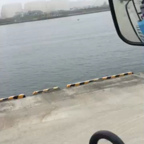 イルカの画像