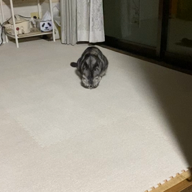 配当金の画像