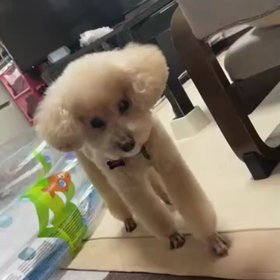 あずきの動きの画像