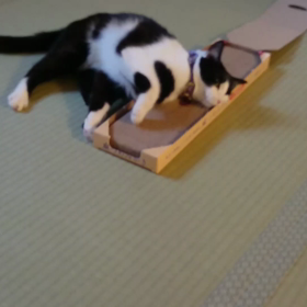 くりちゃんの、またたび初体験！の画像