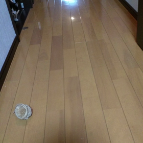 ミーちゃんは遊びの天才(ฅ`ω´ฅ)の画像