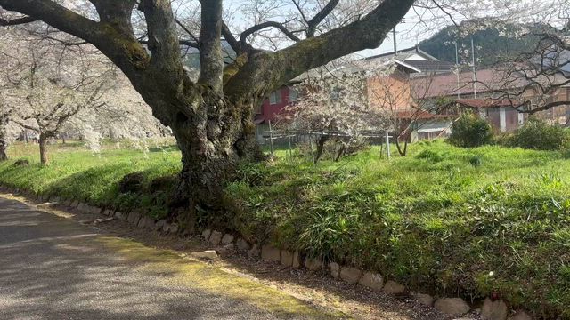山口 徳佐八幡宮のしだれ桜の記事動画