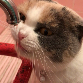 お水はこれしかダメなの！の画像