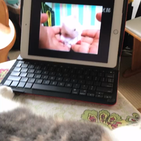 ハムスターとのご対面の画像