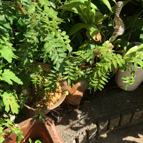 夏の蝶の画像