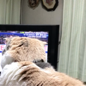 メグのアイススケート鑑賞！の画像
