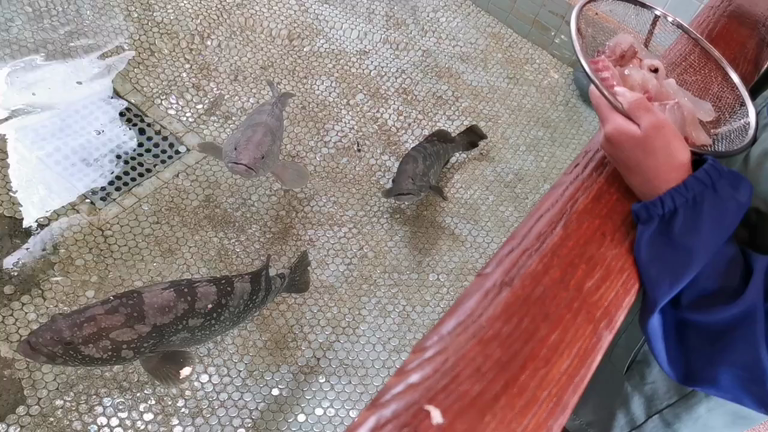 エサやり体験の記事動画