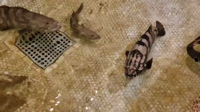 はつしろの小さな水族館の記事動画