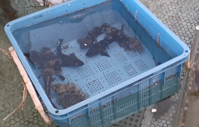 活きイカ入荷しております！の記事動画