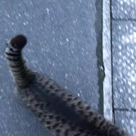 あり得ない程、人なつっこい猫の画像