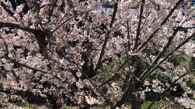 口元のたるみは口の中で"握りつぶす"の記事動画