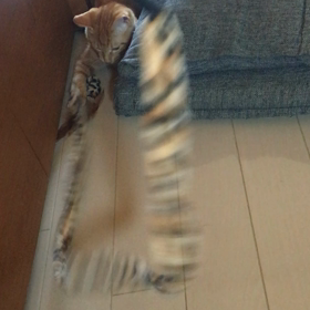 おとうたんと 狩の練習？の画像
