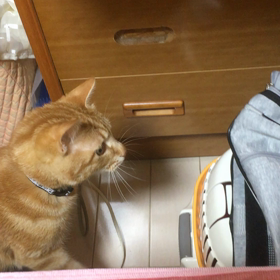 猫パンチの画像