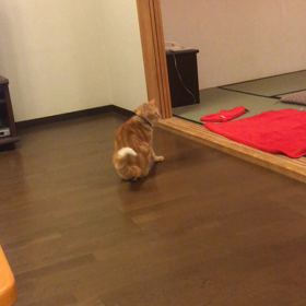 ただいま旅行ちゅー 2の画像