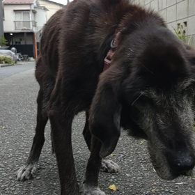 おもらしの画像