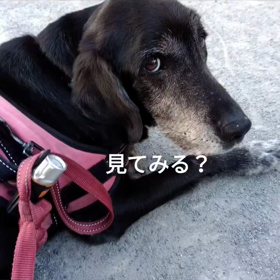 出不精の画像