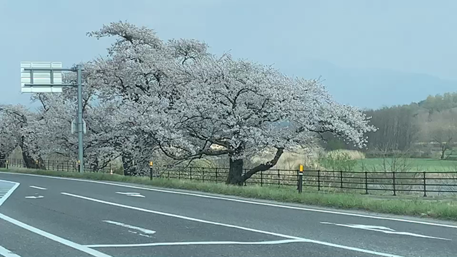 通りすがり…の記事動画