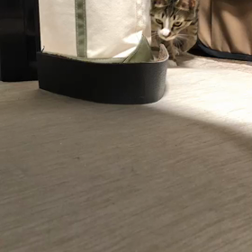 にゃんこ通信の画像