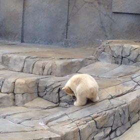 ホッキョクグマの赤ちゃんの画像