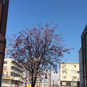 声の画像
