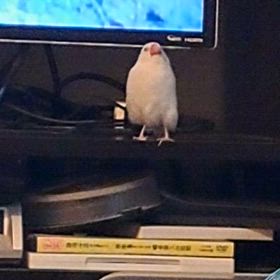 セロ弾きのゴーシュの画像