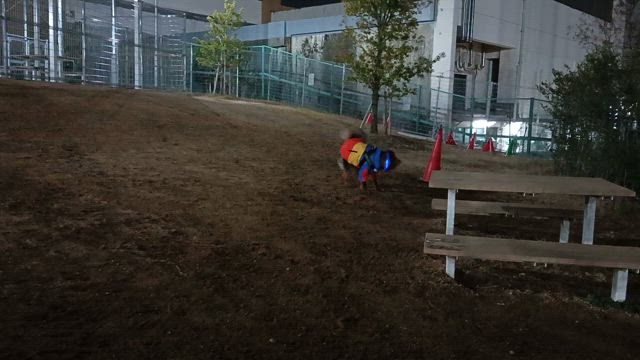 コハクの遊び相手の記事動画