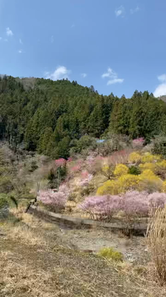 ③「信じ切ってこそ」★玉置神社への道のり。の記事動画