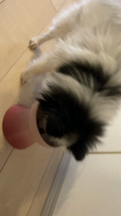 ひまわりのごはんの記事動画