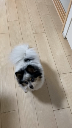 ひまわりのごはんの記事動画