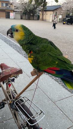 花よりインコの記事動画