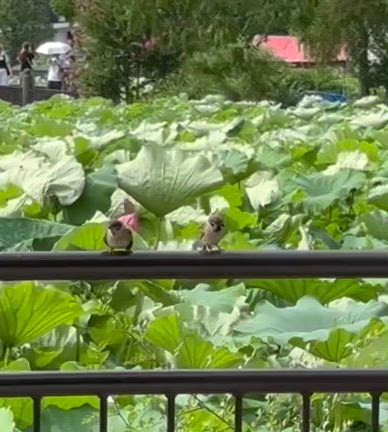 蓮の旋律、雀の唄の記事動画