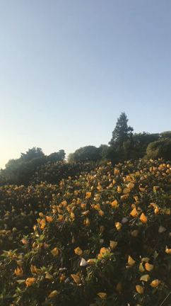種から芽が出るまで&amp;ビワの動画の記事動画