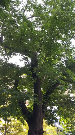 ひとりごとの記事動画