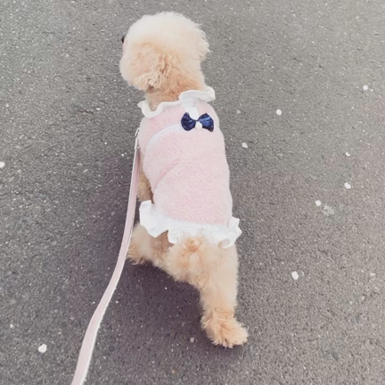 お花見の記事動画