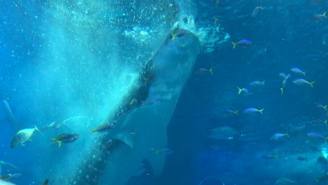 美ら海水族館。もしかして趣味はマニアック？の記事動画